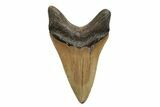 Fossil Megalodon Tooth - North Carolina #245896-2